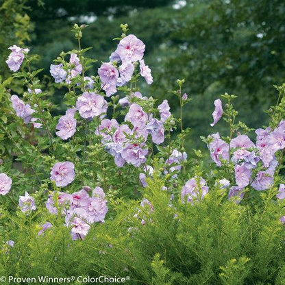 Hibiscus syriacus 'Notwoodone'  - Lavender Chiffon® Rose of Sharon