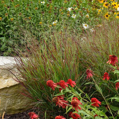 Panicum virgatum 'Cheyenne Sky' PP23209  - Prairie Winds® Cheyenne Sky Switch Grass