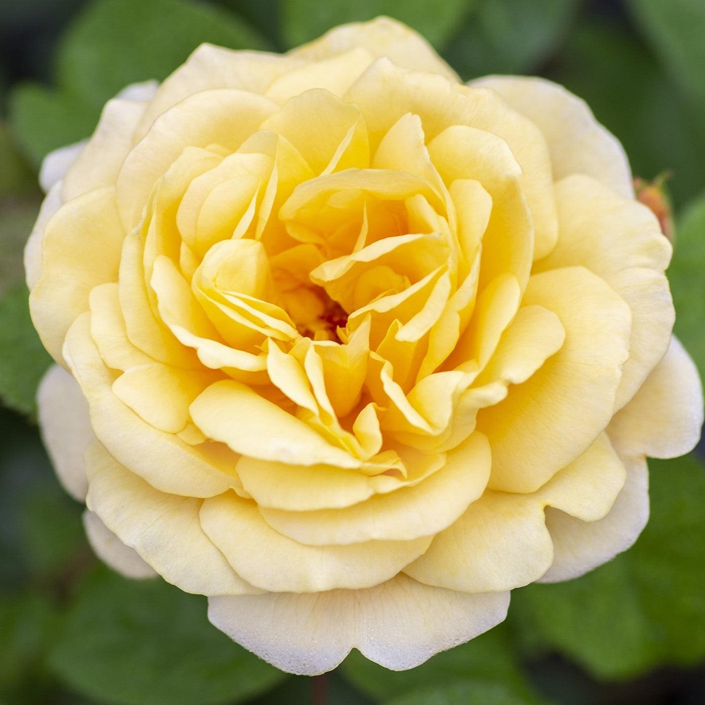 Rosa 'Meikaquinz'  - Moonlight Romantica® Rose