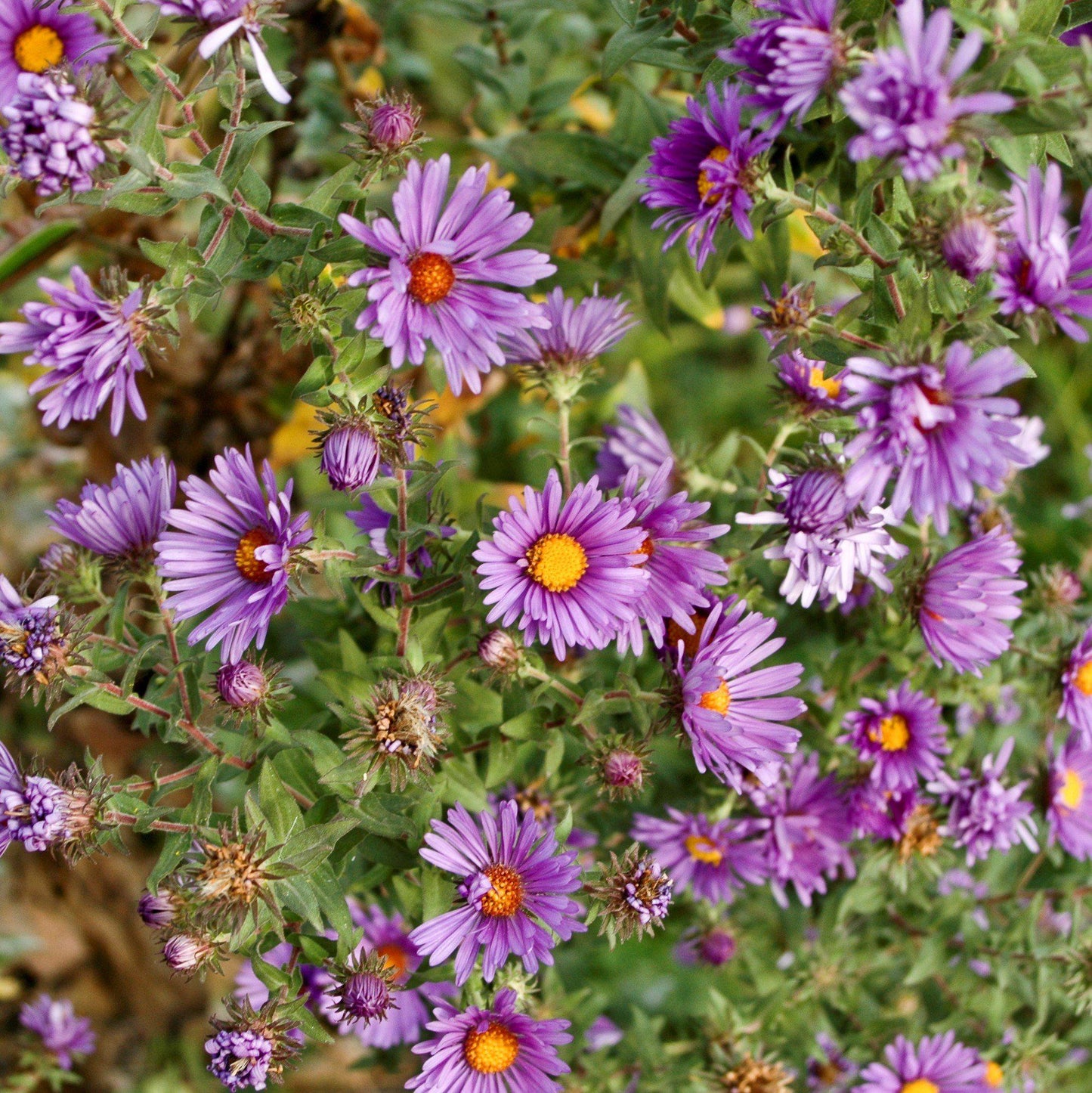 Aster novae-angliae  - New England Aster
