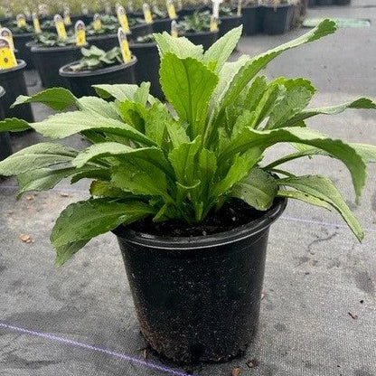 Leucanthemum x superbum 'Becky'  - Becky Shasta Daisy