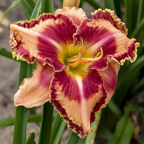 Hemerocallis 'Lake of Fire'  - Rainbow Rhythm® Lake of Fire Daylily