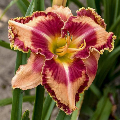 Hemerocallis 'Lake of Fire'  - Rainbow Rhythm® Lake of Fire Daylily