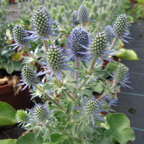 Eryngium planum 'Blue Hobbit'  - Blue Hobbit Sea Holly