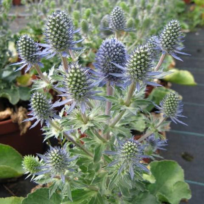 Eryngium planum 'Blue Hobbit'  - Blue Hobbit Sea Holly