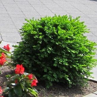 Buxus 'Green Velvet'  - Green Velvet Boxwood
