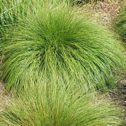Sporobolus heterolepis  - Prairie Dropseed