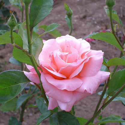 Rosa 'Queen Elizabeth'  - Queen Elizabeth™ Grandiflora Rose