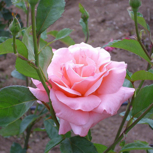 Rosa 'Queen Elizabeth'  - Queen Elizabeth™ Grandiflora Rose