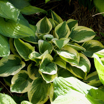 Hosta x 'Wide Brim'  - Wide Brim Hosta