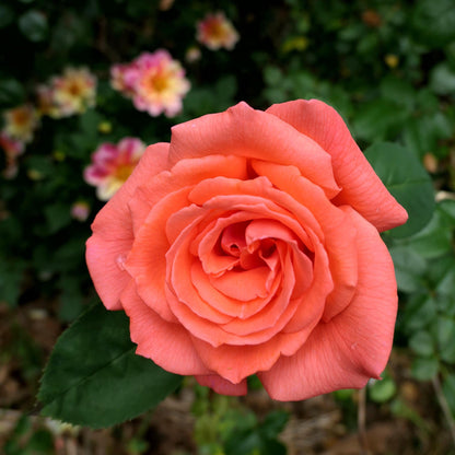 Rosa 'TANorstar'  - Tropicana Rose