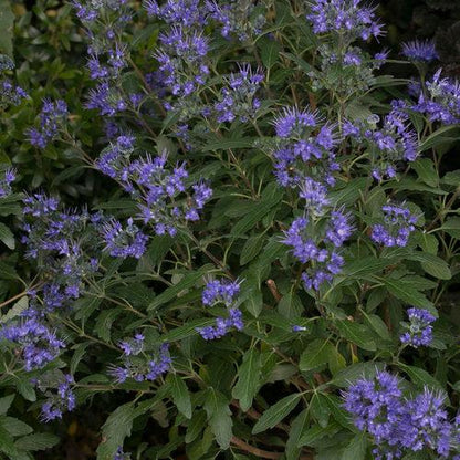 Caryopteris x clandonensis 'CT-9-12'  - Beyond Midnight® Bluebeard