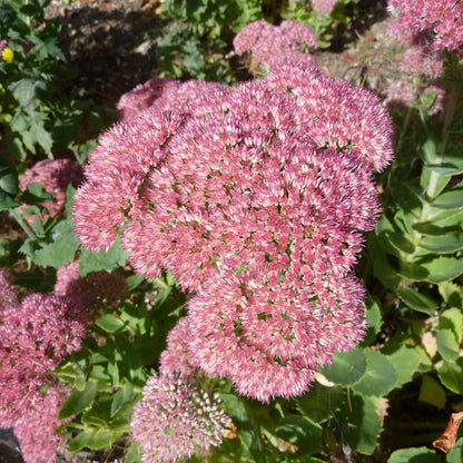 Sedum spectabile 'Autumn Joy'  - Autumn Joy Stonecrop
