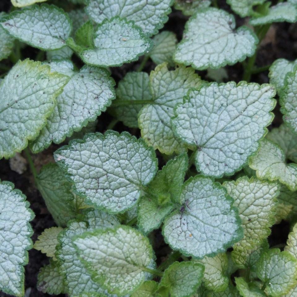 Lamium maculatum 'White Nancy'  - White Nancy Spotted Deadnettle