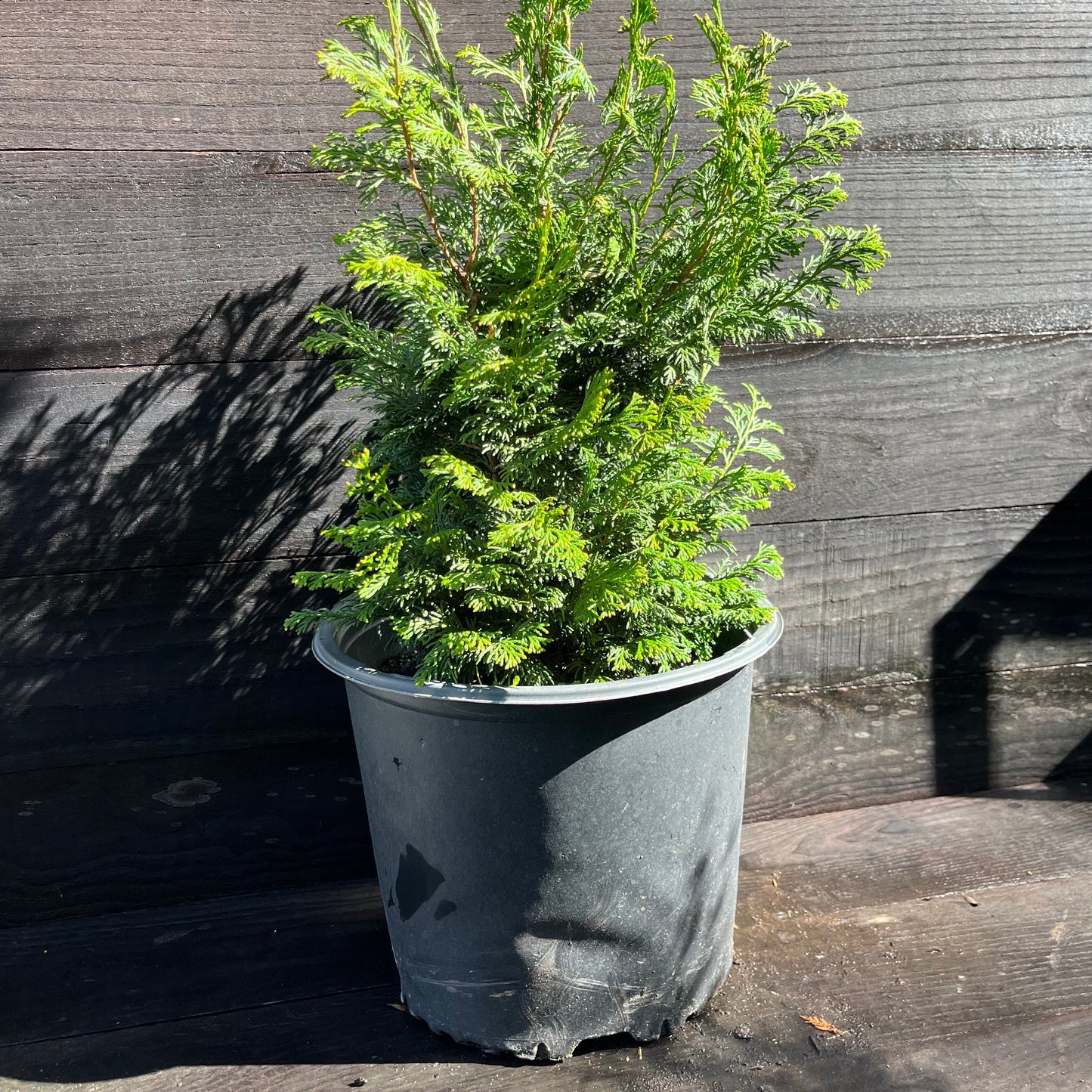 Chamaecyparis obtusa 'Gracilis'  - Slender Hinoki False Cypress