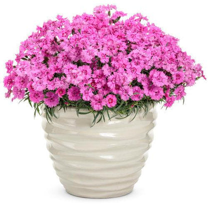 Dianthus 'Paint the Town Fancy'  - Paint the Town Fancy Dianthus