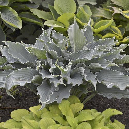 Hosta 'Waterslide' PP30303  - PW® Shadowland® 'Waterslide' Hosta
