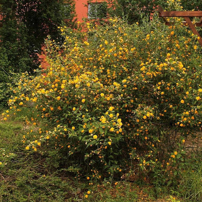 Kerria japonica 'Pleniflora'  - Double Japanese Kerria