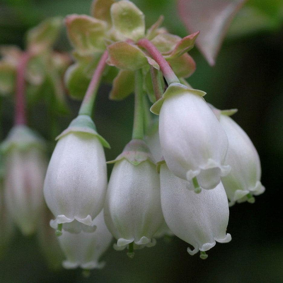 Vaccinium corymbosum ‘FC12-187’  - Midnight Cascade® Blueberry