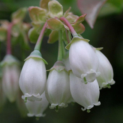 Vaccinium corymbosum ‘FC12-187’  - Midnight Cascade® Blueberry