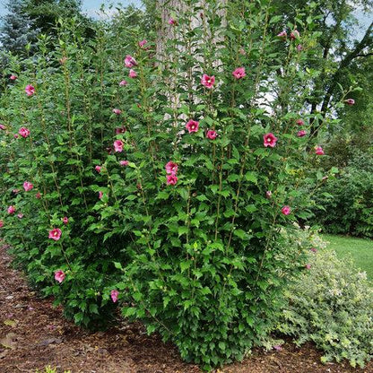 Hibiscus syriacus 'GFNHSRP'  - Red Pillar® Rose of Sharon