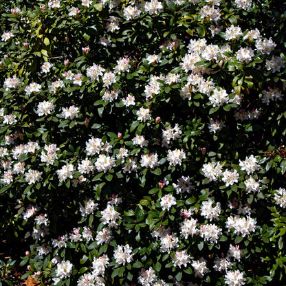 Rhododendron 'Cunningham's White'  - Cunningham's White Rhododendron