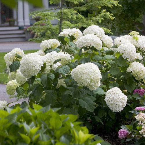 Hydrangea arborescens 'Abetwo'  - Proven Winners® Incrediball® Smooth Hydrangea