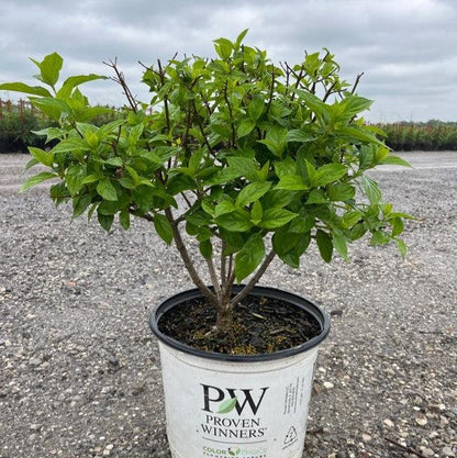 Hydrangea paniculata 'Limelight'  - Proven Winners® Limelight® Hydrangea