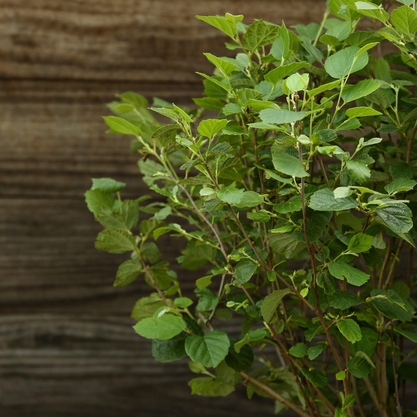 Fothergilla major 'Mount Airy'  - Mount Airy Fothergilla