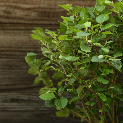 Fothergilla major 'Mount Airy'  - Mount Airy Fothergilla