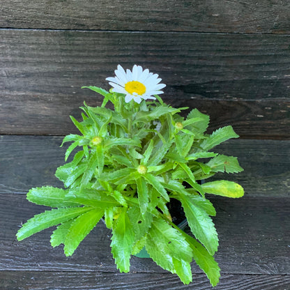Leucanthemum x superbum 'Snowcap'  - Snowcap Shasta Daisy