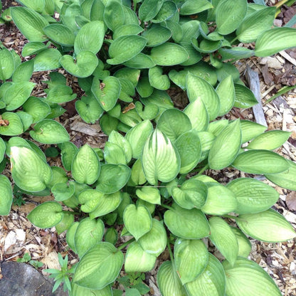 Hosta x 'Gold Standard'  - Gold Standard Hosta
