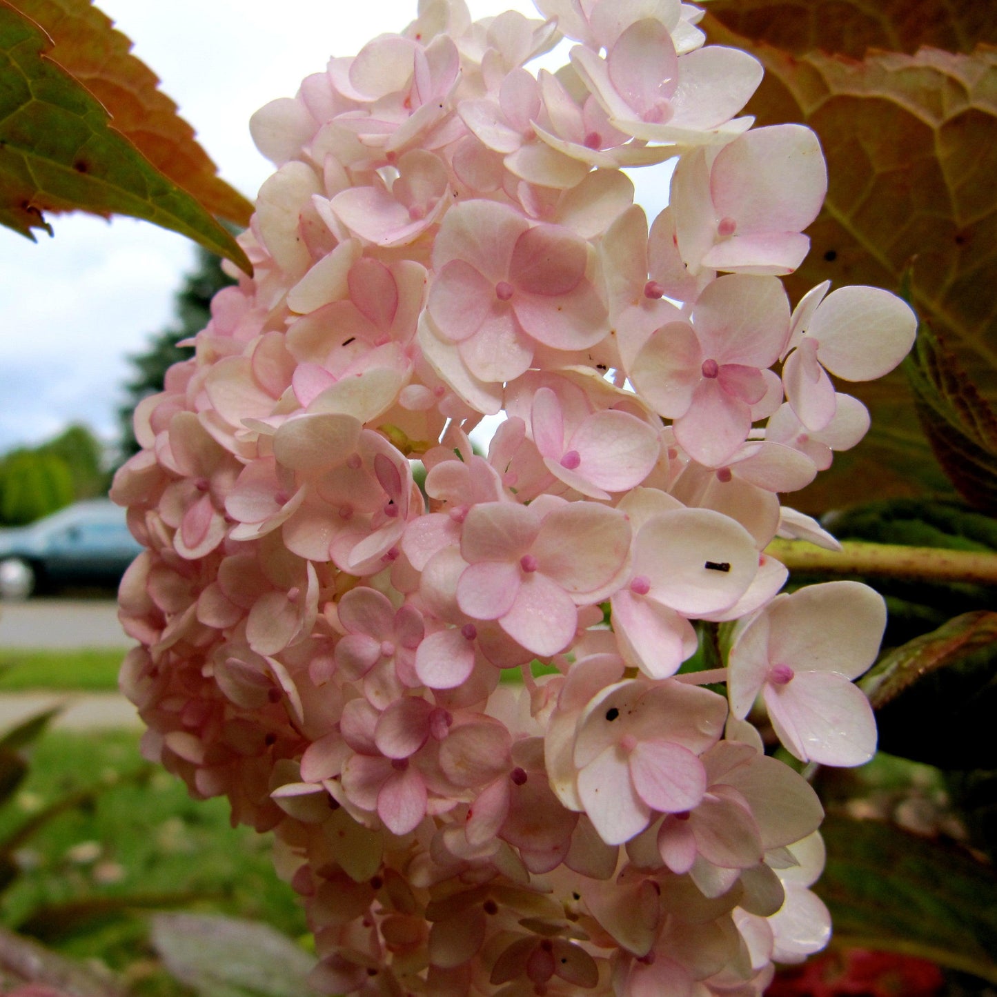 Hydrangea macrophylla 'Blushing Bride'  - Endless Summer® Blushing Bride® Hydrangea