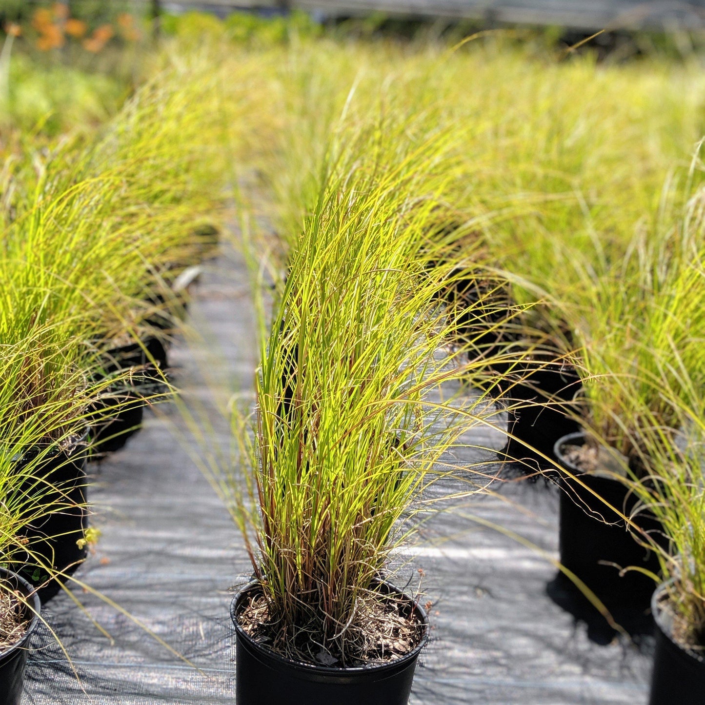 Miscanthus sinensis 'Gracillimus'  - Maiden Grass