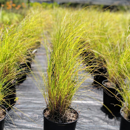 Miscanthus sinensis 'Gracillimus'  - Maiden Grass