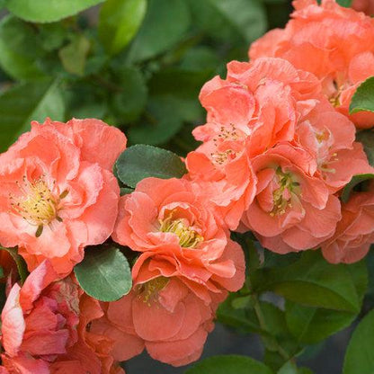 Chaenomeles speciosa 'NCCS4'  - PW® Double Take™ Peach Flowering Quince