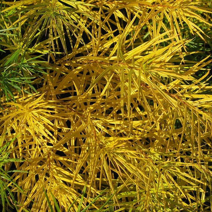 Amsonia hubrichtii  - Threadleaf Blue Star, Arkansas Blue Star
