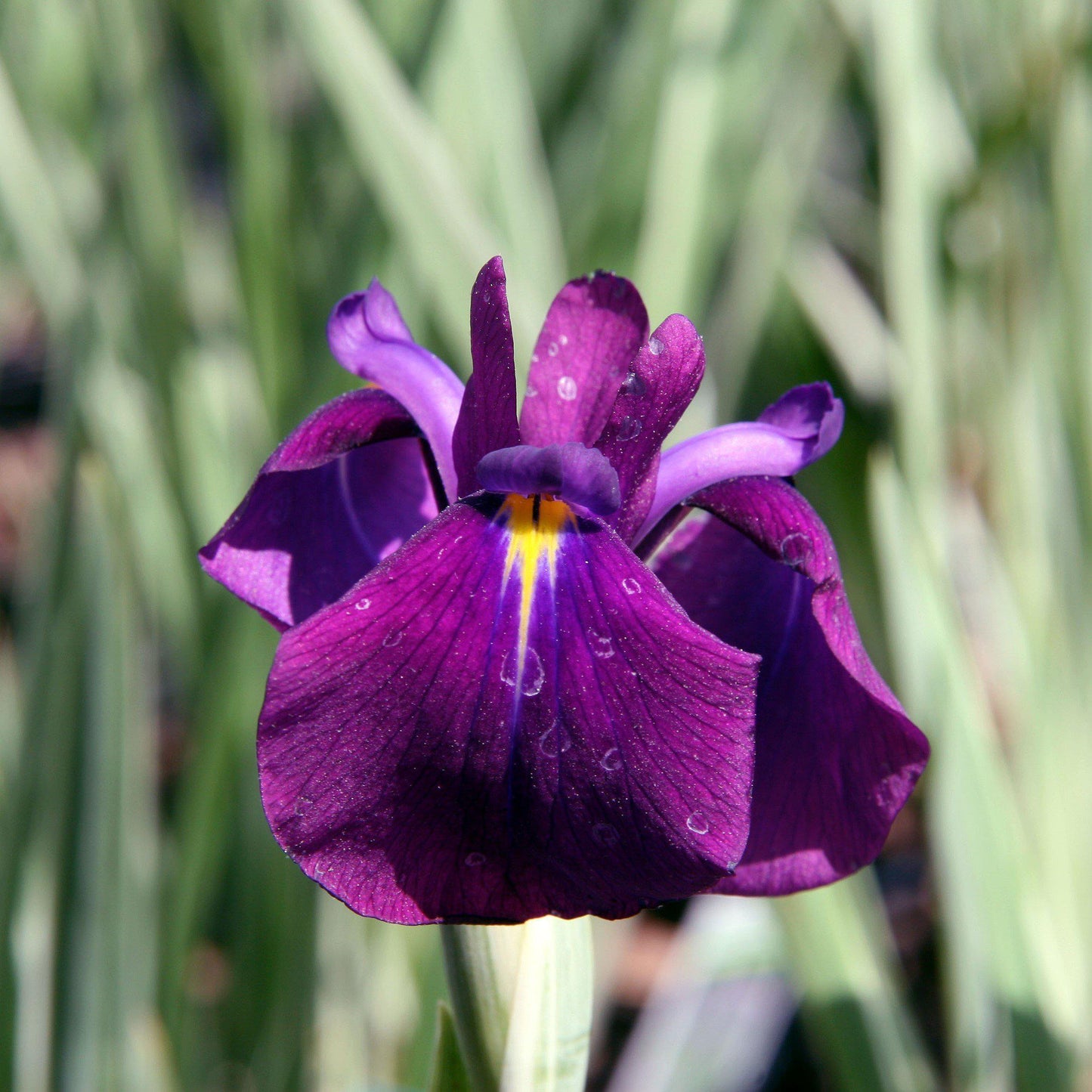 Iris ensata 'Variegata'  - Variegated Japanese Iris