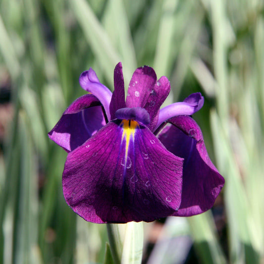 Iris ensata 'Variegata'  - Variegated Japanese Iris