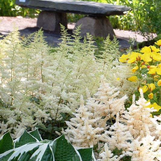 Astilbe x arendsii 'Bridal Veil'  - Bridal Veil Astilbe