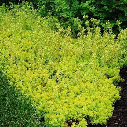 Sedum rupestre 'Prima Angelina'  - Prima Angelina Stonecrop