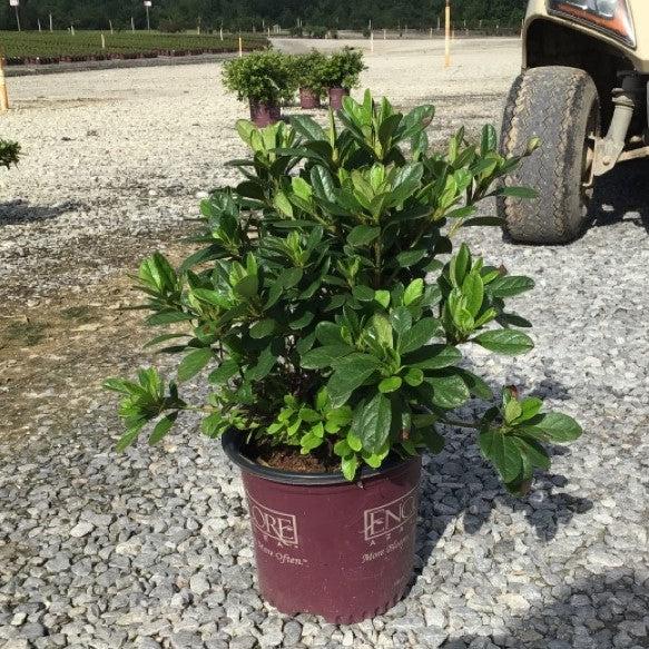 Rhododendron 'Roblet'  - Encore® Autumn Sunburst™ Azalea