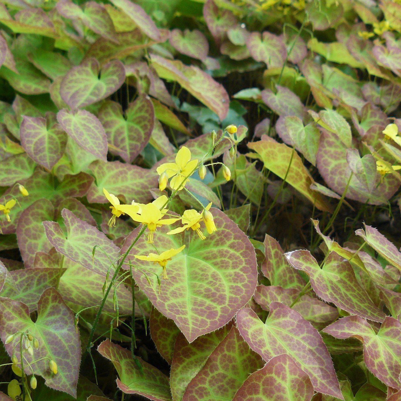 Epimedium versicolor 'Sulphureum'  - Sulphureum Bishop's Hat