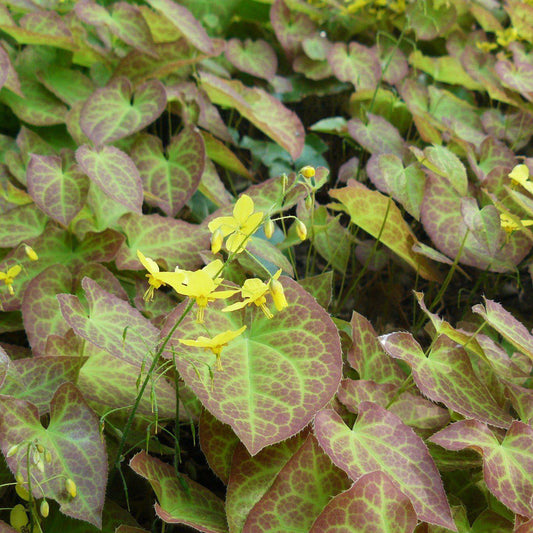 Epimedium versicolor 'Sulphureum'  - Sulphureum Bishop's Hat