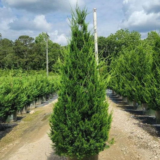 Juniperus chinensis 'Hetzii Columnaris'  - Green Columnar Juniper