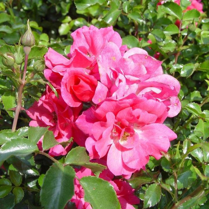 Rosa x 'Noatraum'  - Flower Carpet® Pink Rose