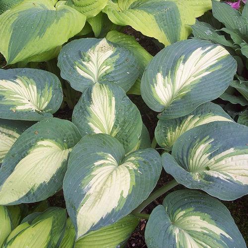 Hosta 'Hudson Bay' PP23598  - PW® Shadowland® Hudson Bay Hosta