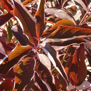 Cornus racemosa 'Hurzam'  - Huron® Dogwood
