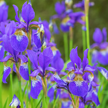 Iris sibirica 'Caesar's Brother'  - Caesar's Brother Siberian Iris