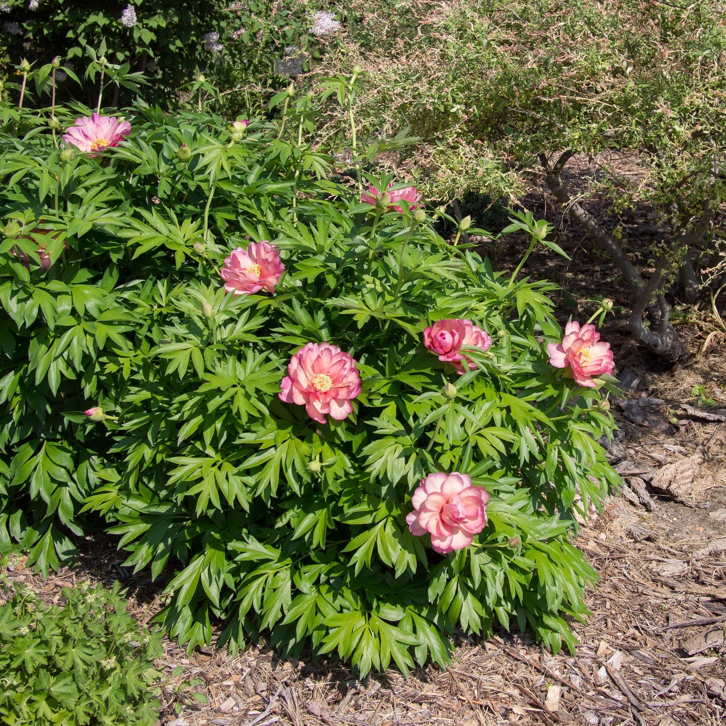 Paeonia 'Julia Rose'  - Julia Rose Itoh Peony